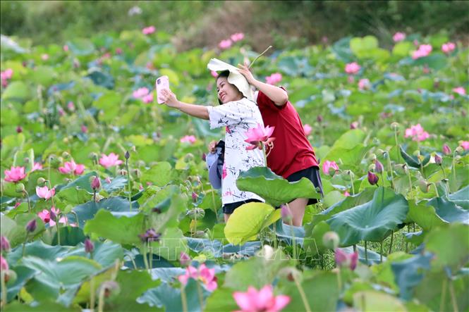 Du khách ghi lại cảnh đẹp cùng hoa sen tại đầm sen Trà Lý. Ảnh: Trần Lê Lâm - TTXVN 