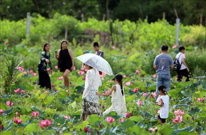 Du khách tham quan đầm sen Trà Lý. Ảnh: Trần Lê Lâm - TTXVN