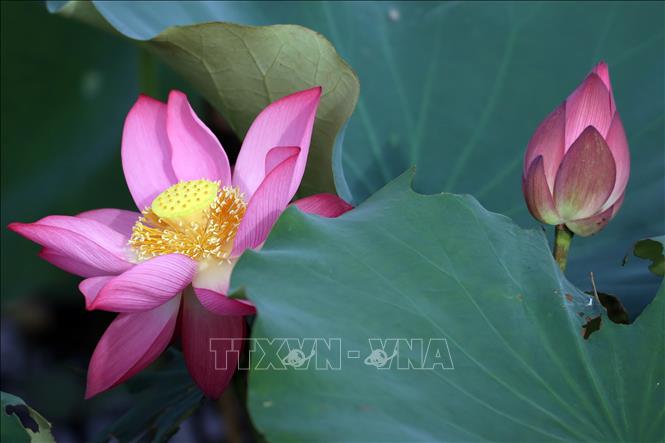 Hoa sen nở rộ tại đầm sen Trà Lý. Ảnh: Trần Lê Lâm - TTXVN 