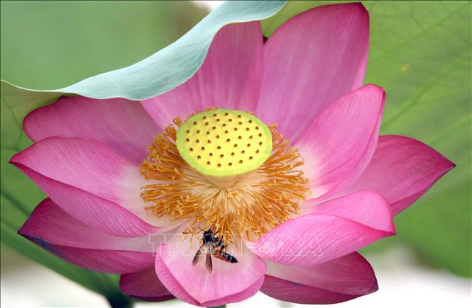 Hoa sen nở rộ tại đầm sen Trà Lý. Ảnh: Trần Lê Lâm - TTXVN 