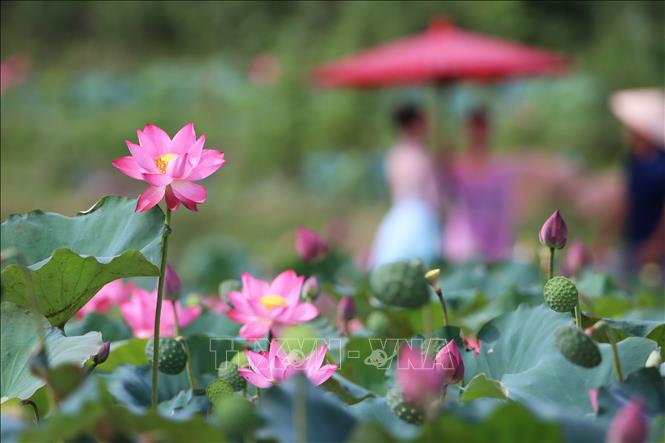 Đầm sen Trà Lý ở xã Duy Xuyên thuộc thành phố Đà Nẵng. Ảnh: Trần Lê Lâm - TTXVN 