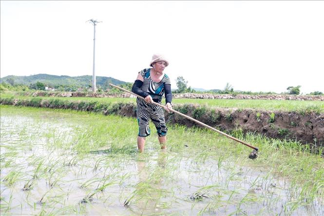Nông dân xã Phú Hòa 2, tỉnh Đắk Lắk chăm sóc lúa hè thu sau khi có nước tưới. Ảnh: Xuân Triệu - TTXVN