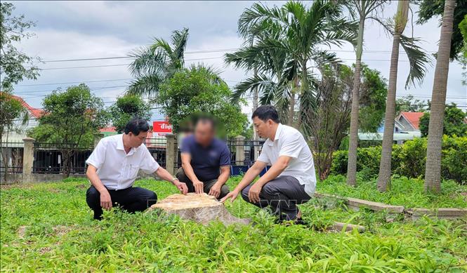 Gốc một cây xanh trong khuôn viên trụ sở xã Đông, huyện Kbang cũ (nay là trụ sở Đảng ủy xã Kông Bơ La, tỉnh Gia Lai) đã bị cưa hạ. Ảnh: Hoài Nam - TTXVN