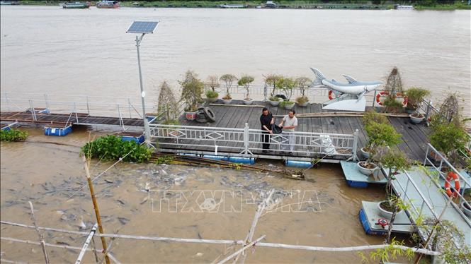 Người dân địa phương thường xuyên đến thăm đàn cá tự nhiên và cho chúng ăn. Ảnh: Nhựt An - TTXVN