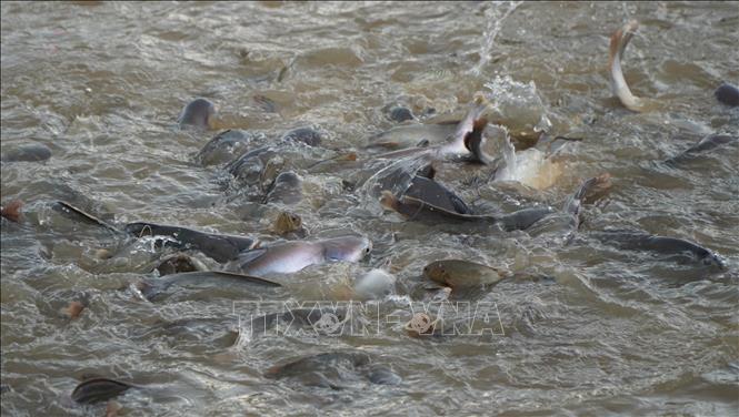 Đàn cá tự nhiên trên sông Tiền, tại khu vực bờ kè An Thạnh, phường Hồng Ngự (tỉnh Đồng Tháp) có rất nhiều loại cá nhưng chủ yếu là cá tra. Ảnh: Nhựt An - TTXVN