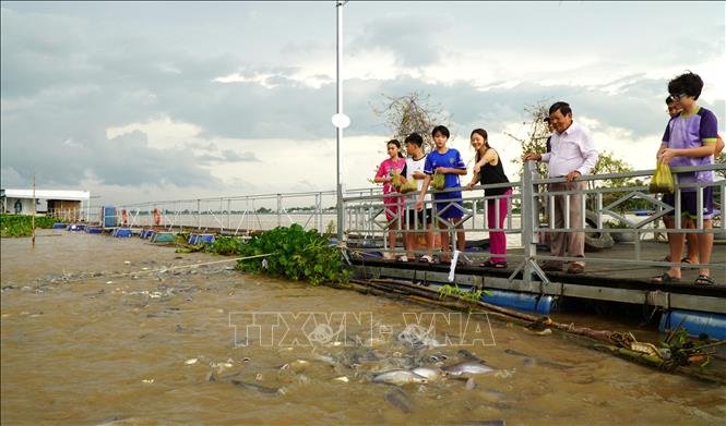 Du khách đến tham quan và trải nghiệm cho đàn cá tự nhiên ăn. Ảnh: Nhựt An - TTXVN
