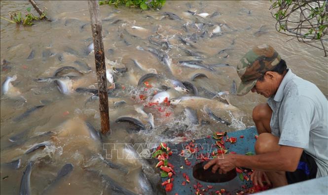 Cùng với thức ăn công nghiệp, người dân còn cho đàn cá ăn phế phẩm rau, củ, quả thu gom ở chợ. Ảnh: Nhựt An - TTXVN