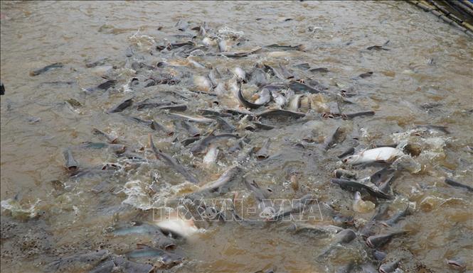 Đàn cá tự nhiên trên sông Tiền, tại khu vực bờ kè An Thạnh, phường Hồng Ngự (tỉnh Đồng Tháp). Ảnh: Nhựt An - TTXVN