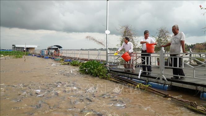 Tổ cộng đồng bảo vệ nguồn lợi thủy sản Hồng Ngự cho đàn cá tự nhiên ăn mỗi ngày 2 lần vào buổi sáng và chiều. Ảnh: Nhựt An - TTXVN