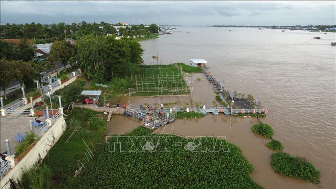 Khu vực bảo vệ đàn cá tự nhiên trên sông Tiền, ở khu vực bờ kè An Thạnh, phường Hồng Ngự. Ảnh: Nhựt An - TTXVN