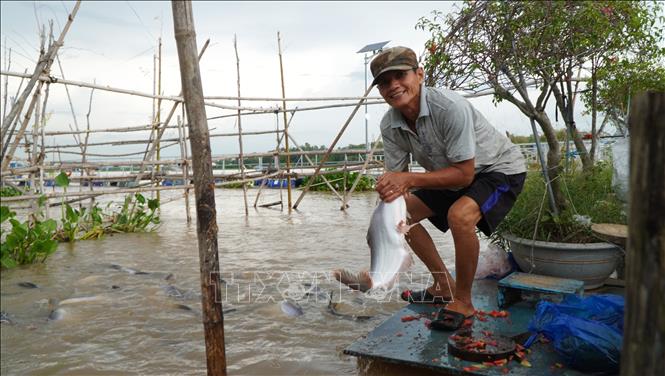 Đàn cá tự nhiên được bảo vệ, cho ăn hằng ngày nên rất dạn dĩ và dễ dàng bắt chúng. Ảnh: Nhựt An - TTXVN