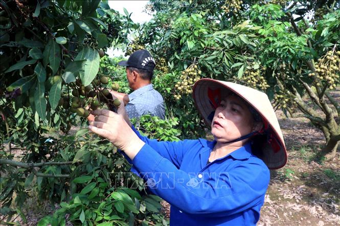 Người dân xã Tân Hưng, tỉnh Hưng Yên chăm sóc nhãn. Ảnh: Đinh Văn Nhiều-TTXVN