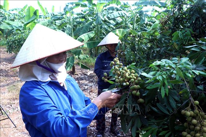 Các thành viên của HTX cây ăn quả đặc sản Quyết Thắng, xã Tân Hưng, tỉnh Hưng Yên chăm sóc vườn nhãn để chuẩn bị bước vào vụ thu hoạch. Ảnh: Đinh Văn Nhiều-TTXVN