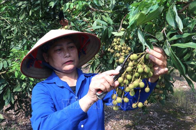 Người dân xã Tân Hưng, tỉnh Hưng Yên chăm sóc nhãn. Ảnh: Đinh Văn Nhiều-TTXVN
