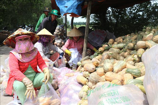 Người dân xã Tuyên Thạnh, tỉnh Tây Ninh với sản phẩm bí đỏ đạt chuẩn cung cấp ra thị trường. Ảnh: Đức Hạnh - TTXVN