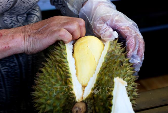 Sầu riêng Ri 6 cơm vàng hạt lép.Ảnh: Hồng Đạt - TTXVN
