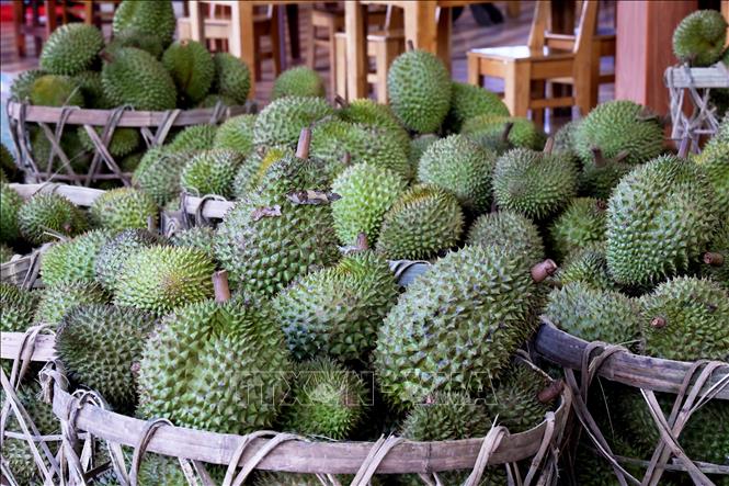 Giá trị xuất khẩu hàng rau quả giảm mạnh nhất ở thị trường Trung Quốc với mức giảm 35,1% trong nửa đầu năm 2025. Ảnh: Hồng Đạt - TTXVN
