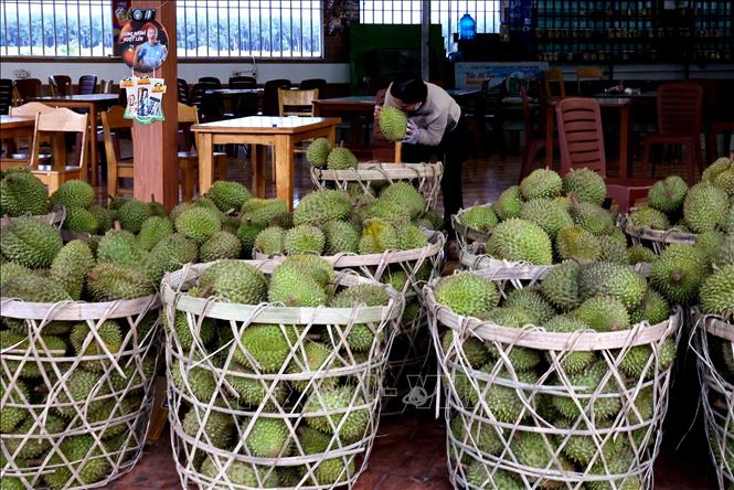 Sầu riêng tập kết tại một vựa sầu riêng ở xã Thống Nhất, tỉnh Đồng Nai. Ảnh: Hồng Đạt - TTXVN

