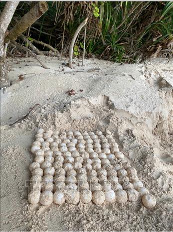 Turtle eggs are counted and relocated in Con Dao to incubator. VNA Photo: Huỳnh Sơn