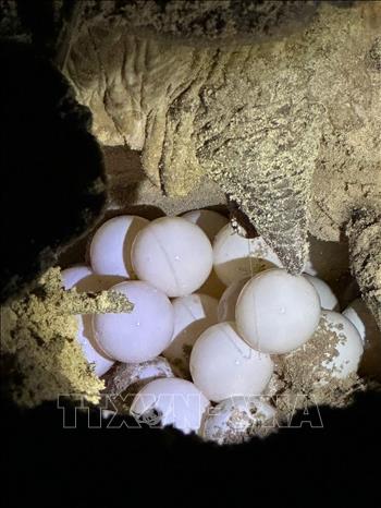 Turtles laying eggs in Bay Canh beach, Con Dao National Park. VNA Photo/Photo by courtesy