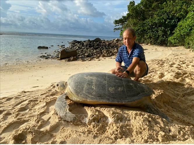A sea turtle that weighs up to 150 kilograms laying eggs at Bai Cat Lon - Hon Bay Canh, Con Dao National Park. VNA Photo: Huỳnh Sơn