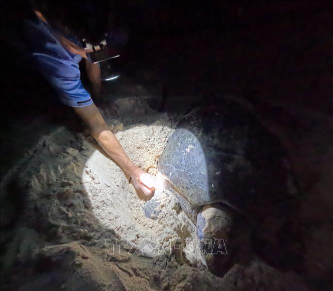 A ranger from Bay Canh Ranger Station checks on a tag on a sea turtle. VNA Photo: Huỳnh Sơn