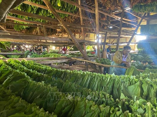 Một “nhà phơi” lá xì gà truyền thống của Cuba. Ảnh: Mai Phương-PV TTXVN tại Cuba