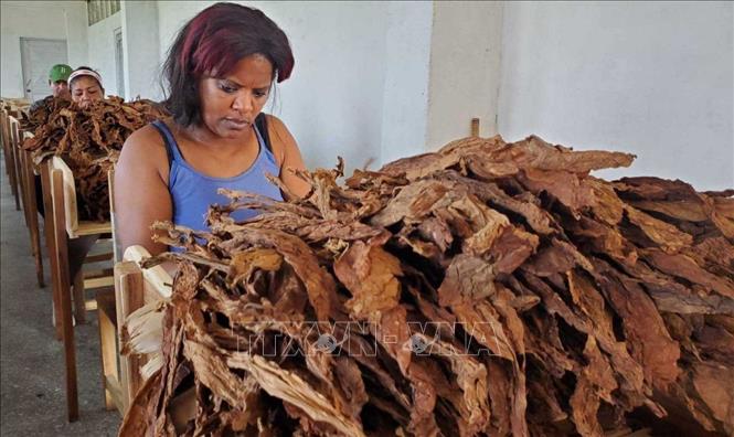 Phân loại lá xì gà thủ công. Ảnh: Mai Phương-PV TTXVN tại Cuba