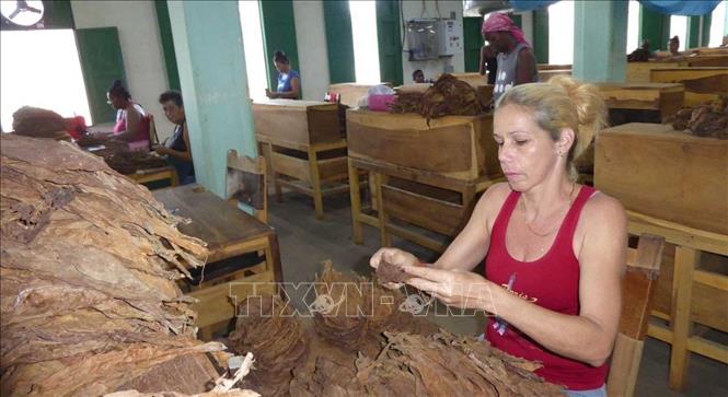 Phân loại lá xì gà thủ công. Ảnh: Mai Phương-PV TTXVN tại Cuba