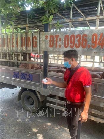 Lực lượng chức năng tỉnh Phú Thọ kiểm tra xe tải chở 1,6 tấn lợn không rõ nguồn gốc, không có giấy chứng nhận kiểm dịch động vật theo quy định. Ảnh: TTXVN phát