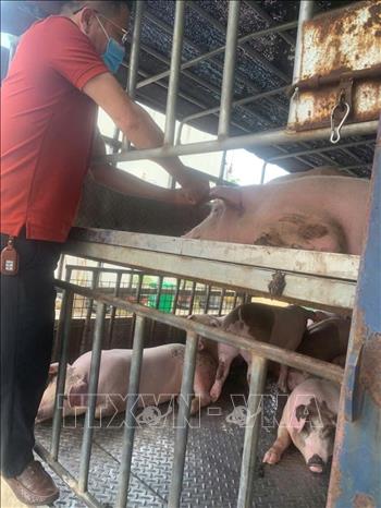 Lực lượng chức năng tỉnh Phú Thọ lấy mẫu xét nghiệm nhanh. Ảnh: TTXVN phát