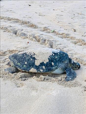 Đây là lần thứ 2 cá thể rùa mẹ lên đẻ ở biển Hòn Cau. Ảnh: TTXVN phát