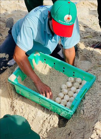 Nhân viên Khu bảo tồn biển Hòn Cau và các tình nguyện viên thu gom, bảo quản và di dời toàn bộ số trứng về khu vực bãi ấp. Ảnh: TTXVN phát