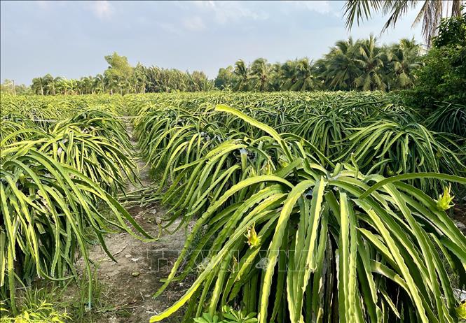 Cây thanh long được xác định là cây phát triển kinh tế chủ lực của Thuận Mỹ. Ảnh: Đức Hạnh - TTXVN