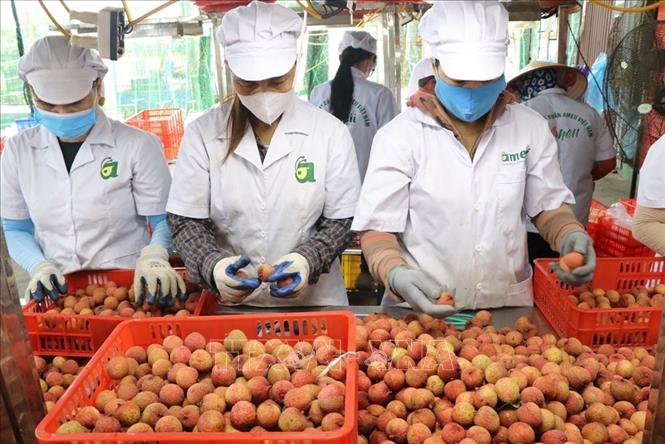 Khâu phân loại vải tại nhà máy của Công ty cổ phần Ameii Việt Nam trước khi xuất khẩu. Ảnh: Mạnh Minh - TTXVN
