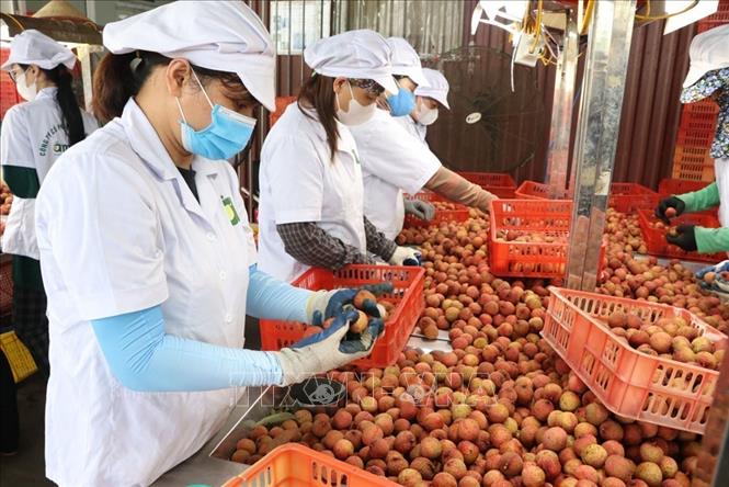 Khâu phân loại vải tại nhà máy của Công ty cổ phần Ameii Việt Nam trước khi xuất khẩu. Ảnh: Mạnh Minh - TTXVN