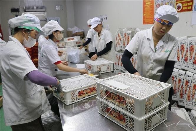 Công đoạn đóng gói vải thiều Thanh Hà xuất khẩu. Ảnh: Mạnh Minh - TTXVN