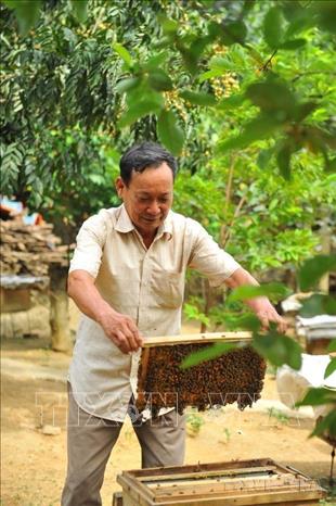 Ông Đinh Quốc Đại - cựu TNXP giới thiệu mô hình nuôi ong. Ông không ngừng vươn lên trong cuộc sống, có nhiều đóng góp vào sự phát triển kinh tế chung cho Ninh Bình. Ảnh: Minh Đức - TTXVN