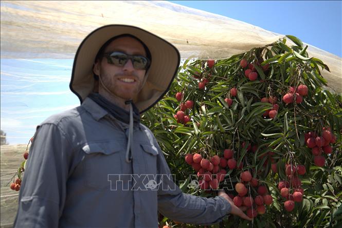 Anh Uri Shpatz, trưởng nhóm nông học của Bananot Hahof - hợp tác xã đang triển khai trồng giống vải thiều Hong Long (Hồng Long) hay còn gọi là giống vải U Hồng cùa Việt Nam từ năm 2016. Ảnh: Thanh Bình - PV TTXVN tại Israel