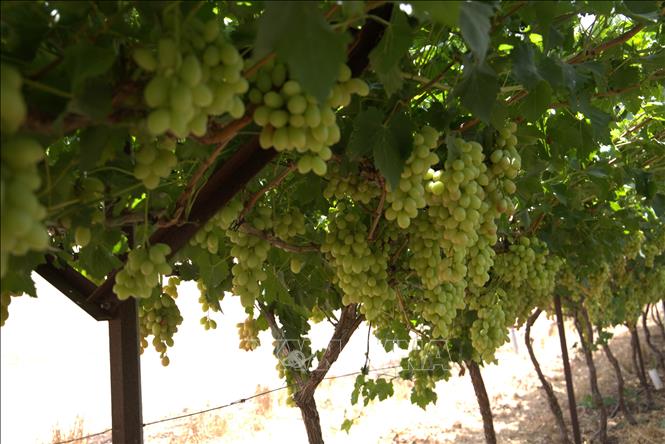 Cùng với vải thiều, trang trại Bananot Hahof còn trồng một trong những loại nho ngon nhất thế giới, năng suất đạt tới 30 tấn/ha. Ảnh: Thanh Bình - PV TTXVN tại Israel
