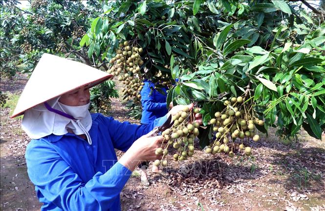 Người dân xã Tân Hưng (Hưng Yên) chăm sóc nhãn chuẩn bị thu hoạch. Ảnh: Đinh Văn Nhiều-TTXVN
