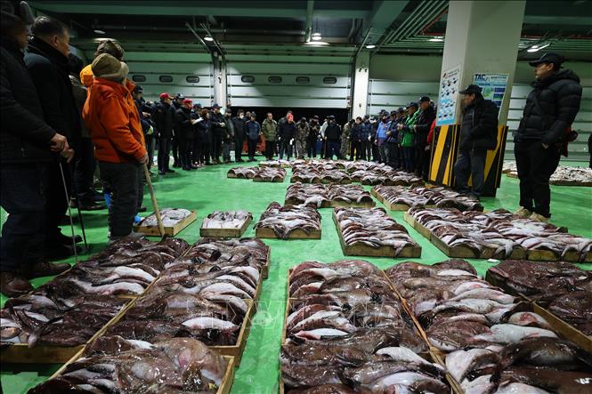 Phiên đấu giá tại một chợ cá ở Incheon, phía Tây Seoul, Hàn Quốc ngày 2/1/2025. Ảnh: YONHAP/TTXVN