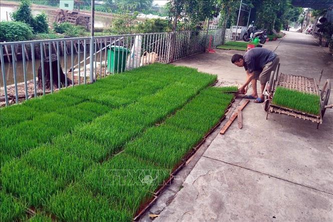Nông dân xã Quỳnh Anh, tỉnh Hưng Yên chăm sóc mạ khay. Ảnh: Nguyễn Công Hải - TTXVN