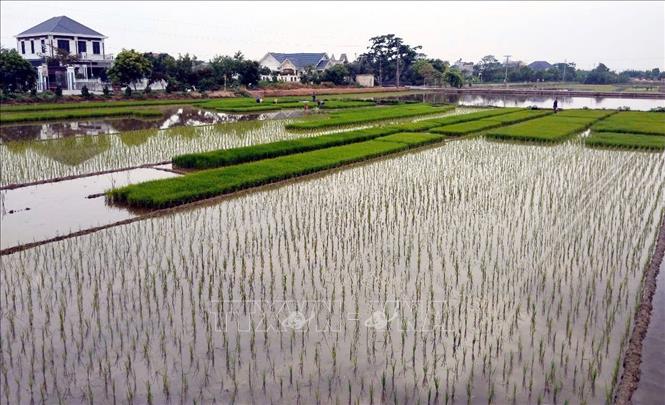 Đến nay, tỉnh Hưng Yên đã gieo cấy được 58.105 ha, đạt gần 60% kế hoạch. Ảnh: Nguyễn Công Hải - TTXVN