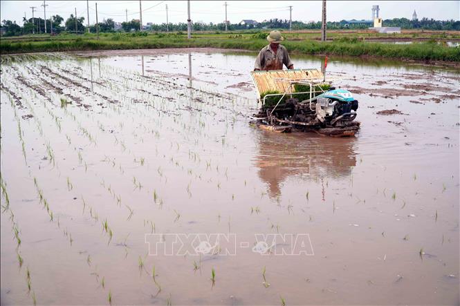 Nông dân xã Bắc Đông Quan, tỉnh Hưng Yên áp dụng cơ giới hóa khâu cấy lúa. Ảnh: Nguyễn Công Hải - TTXVN