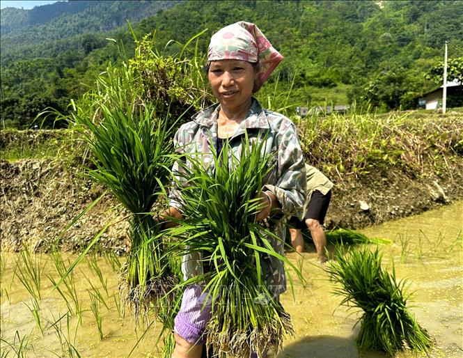 Đồng bào dân tộc Mông ở xã biên giới Minh Tân (Tuyên Quang) cấy lúa vụ mới. Ảnh: Đức Thọ - TTXVN