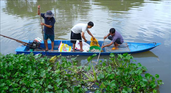 Người dân dùng ghe máy vớt cá bị chết trên rạch Tây Ninh để hạn chế mùi hôi thối. Ảnh: Minh Phú – TTXVN