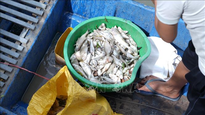 Lượng cá chết trên rạch Tây Ninh lên đến hàng trăm kg, người dân phải dùng bao tải để đựng xác cá mang đi tiêu hủy, hạn chế mùi hôi thối. Ảnh: Minh Phú - TTXVN
