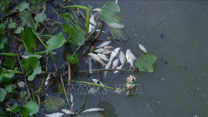 Nguồn nước trên rạch Tây Ninh bị ô nhiễm khiếm cho cá chết hàng loạt. Ảnh: Minh Phú – TTXVN
