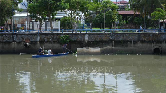 Người dân dùng ghe máy vớt cá bị chết trên rạch Tây Ninh để hạn chế mùi hôi thối. Ảnh: Minh Phú – TTXVN